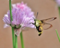 Hummingbird Moth with Chive Flower