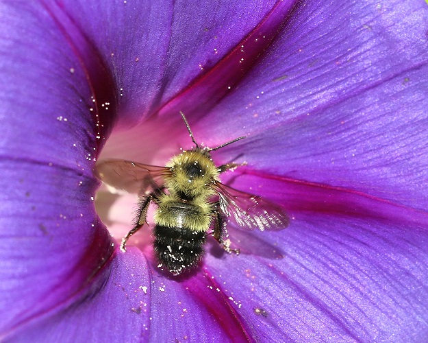 Bumble Bee Emerging from Morning Glory Flower