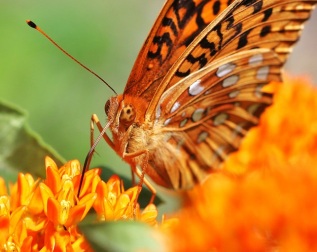 Fritillary Butterfly on Orange Butterfly Weed