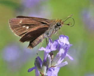 Skipper Butterfly on Lavender Flowers