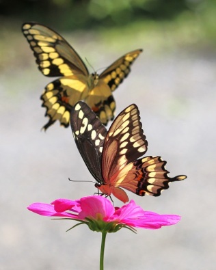 Giant Swallowtails with Pink Cosmos Flower