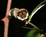 Giant Swallowtail Caterpillar on Prickly Ash