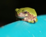 Green Grey Tree Frog, Black and Blue