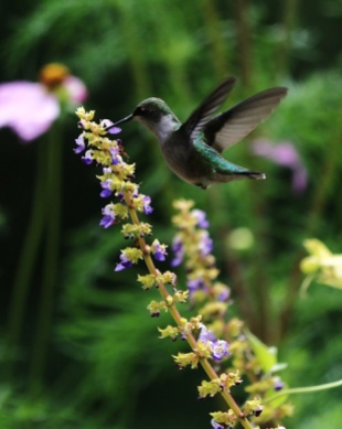 Hummingbird with Coleus Flowers