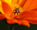 Little Bee in Calendula Flower