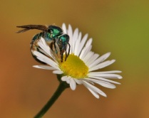 Green Metallic Bee on Fleabane Flower