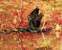 Cormorant in Flight