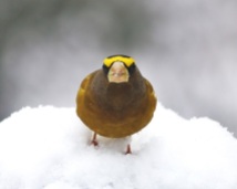 Evening Grosbeak in the Snow