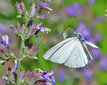 White Butterfly with Catmint