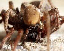 Wolf Spiders Mating