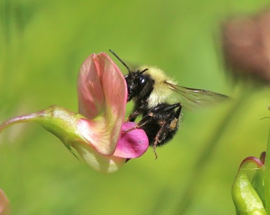 Bumble Bee with Wild Pea Flower