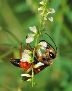 Great Golden Digger Wasp on White Sweet Clover