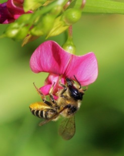 Leafcutter Bee with Wild Pea Flower
