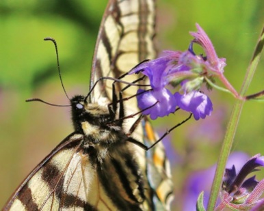 Tiger Swallowtail with Catmint