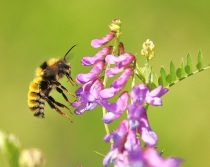 Bumble Bee with Vetch Flowers