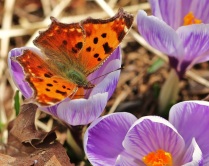 Comma Butterfly with Crocuses