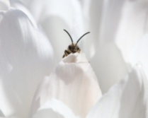 Little Fuzzy Bee in White Crocuses