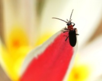 Red-Necked False Blister Beetle on Tulip Flower