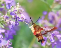 Clearwing with Catmint