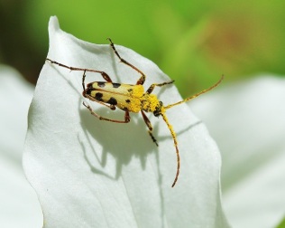 Long-Horned Beetle on Trillium Petal