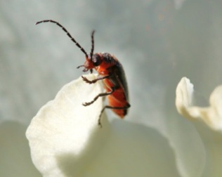 Red and Black Beetle on Narcissus Flower