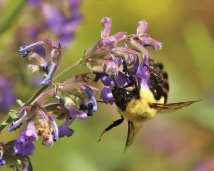 Bumble Bee with Catmint