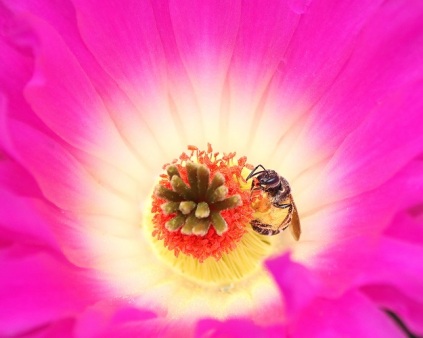 Little Bee in Cactus Flower