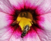 Little Bee with Calibrachoa Flower