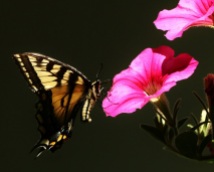 Tiger Swallowtail with Petunias