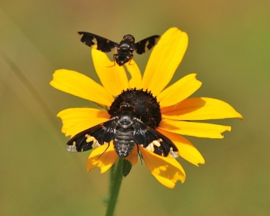 Bee Flies with Black-Eyed Susan