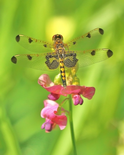 Calico Pennant with Wild Pea Flowers