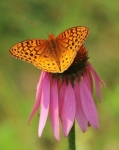 Fritillary with Echinacea Flower