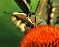 Giant Swallowtail with Echinacea Flower