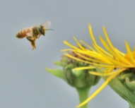 Honey Bee with Elecampane Flowers