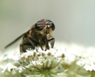 Horsefly on Queen Anne's Lace