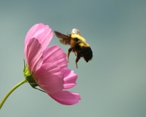Bumble Bee with Cosmos Flower