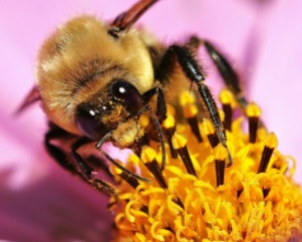 Sunstruck Bumble Bee in Cosmos Flower