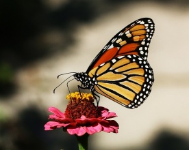 Monarch on Small Zinnia Flower