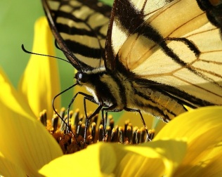 Tiger Swallowtail with Sunflower