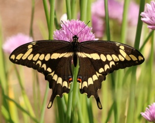 Giant Swallowtail on Chive Flower