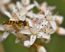 Hoverfly with Allium Blossoms