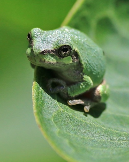 Tree Frog on Leaf