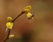 Little Bee Grooming on Eastern Leatherwood Flower