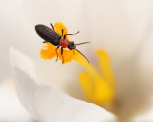 Red-Necked False Blister Beetle in Crocus Flower