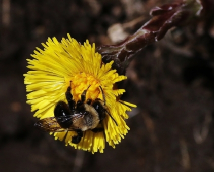 Bumble Bee on Coltsfoot Flower