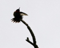 Hummingbird Points