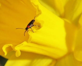 Red-Necked False Blister Beetle on Daffodil Flower