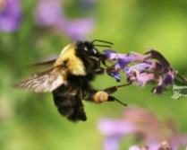 Bumble Bee with Catmint Flower