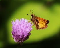Skipper Butterfly with Chive Flower