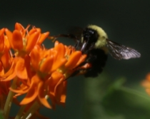 Bumble Bee with Orange Butterfly Weed